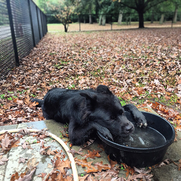 tired dog at dog park thirsty