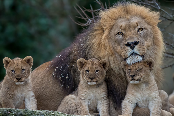 lion family portrait