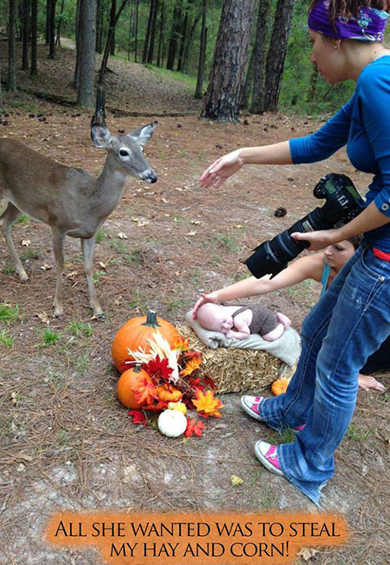 deer photobombs baby photos