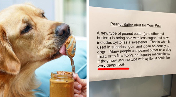 some peanut butter is dangerous for dogs