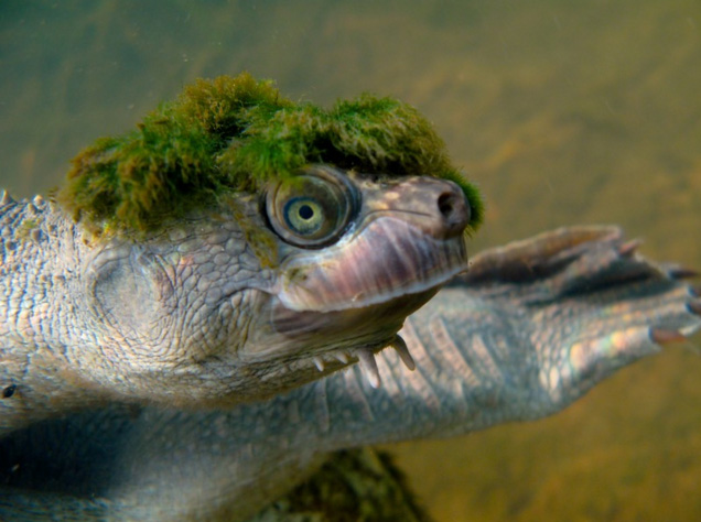 turtle with green mohawk