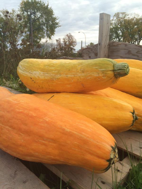 800 year old squash