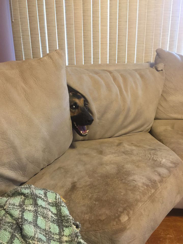 dog in couch hide and seek