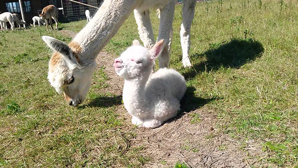 cutest baby alpaca ever