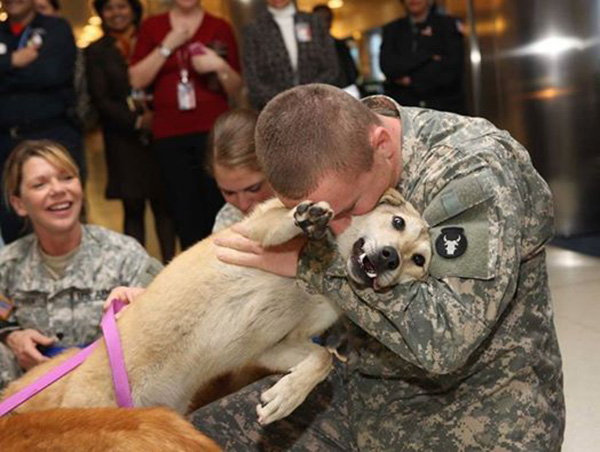 military dogs retire in US