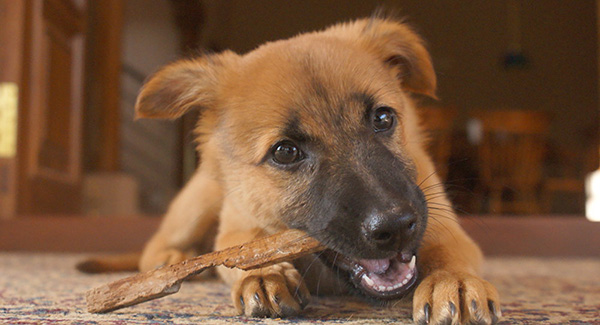 russia sends puppy to france