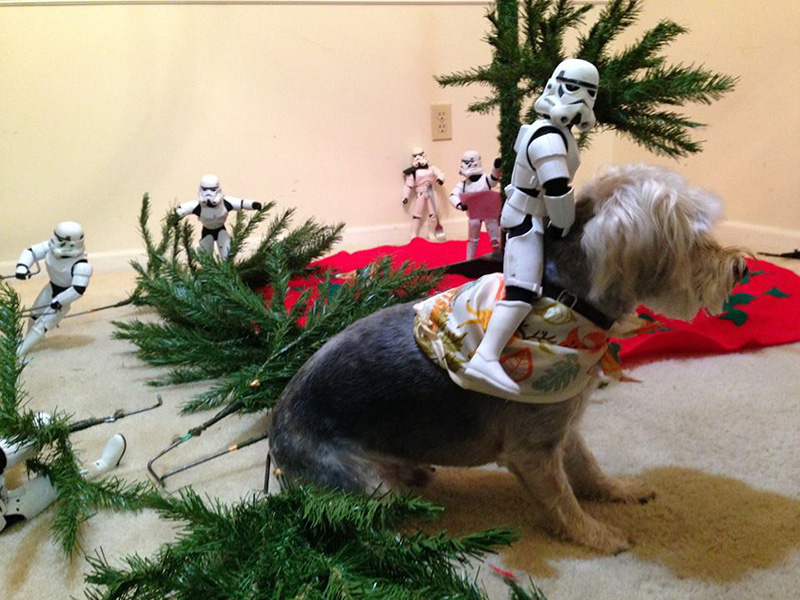 storm troopers put up Christmas tree