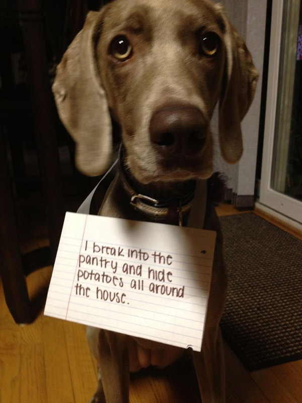  best dog shaming pictures