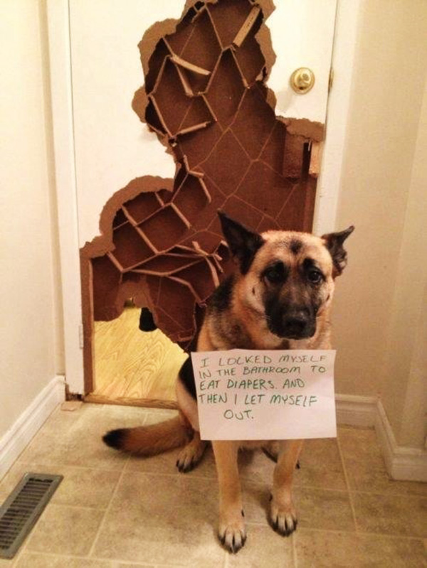 best dog shaming pictures 