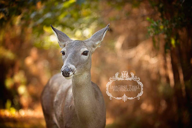 deer photobombs baby photos