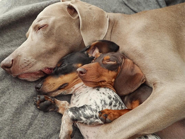 dog protecting the family