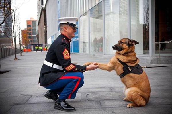 military dogs retire in US