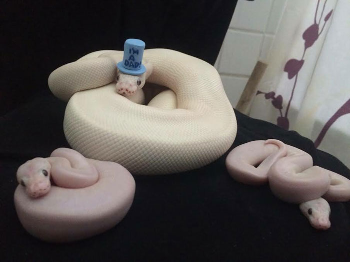 snakes in hats