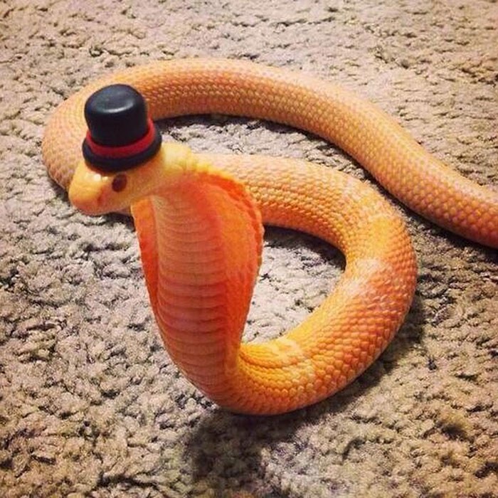 snakes in hats