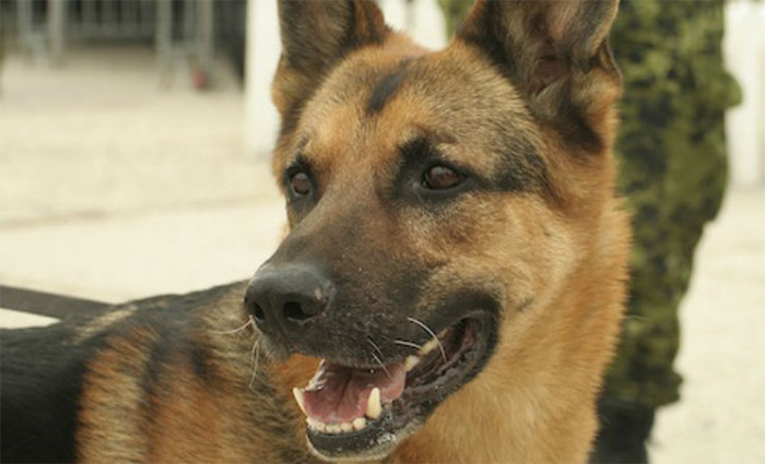military dogs retire in US