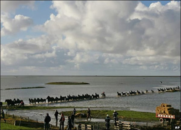 brave women save horses from island netherlands