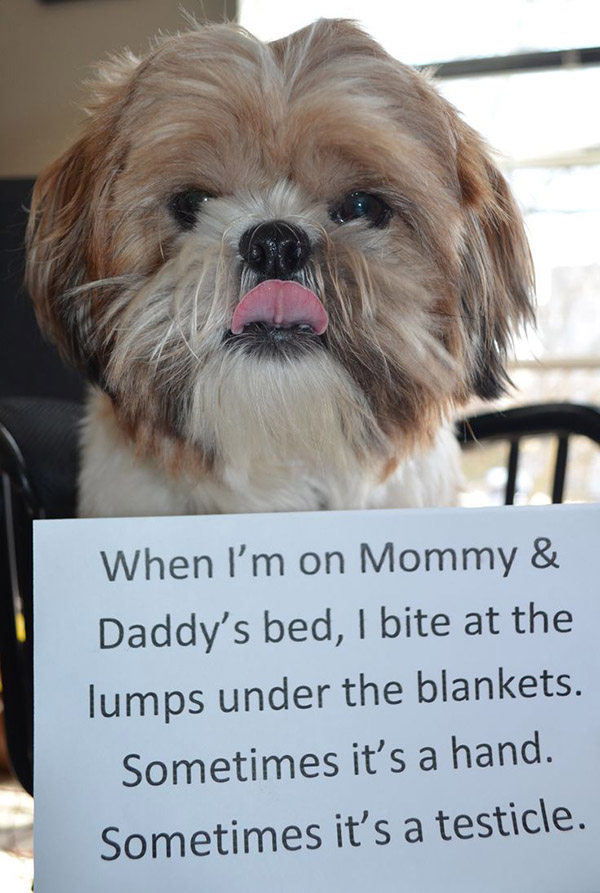 best dog shaming pictures 