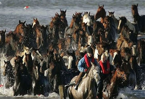 brave women save horses from island netherlands