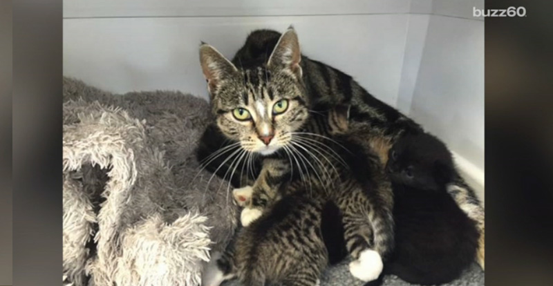 mama cat breaks in to rescue her kittens