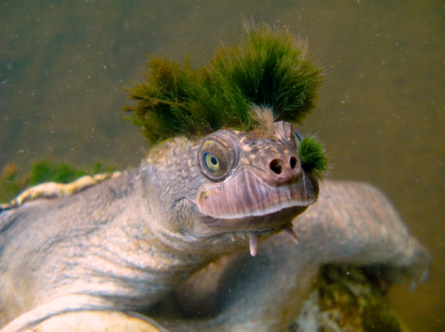 turtle with green mohawk