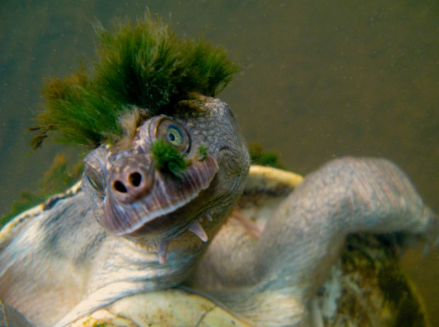 turtle with green mohawk