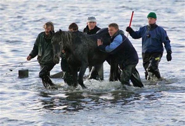 brave women save horses from island netherlands