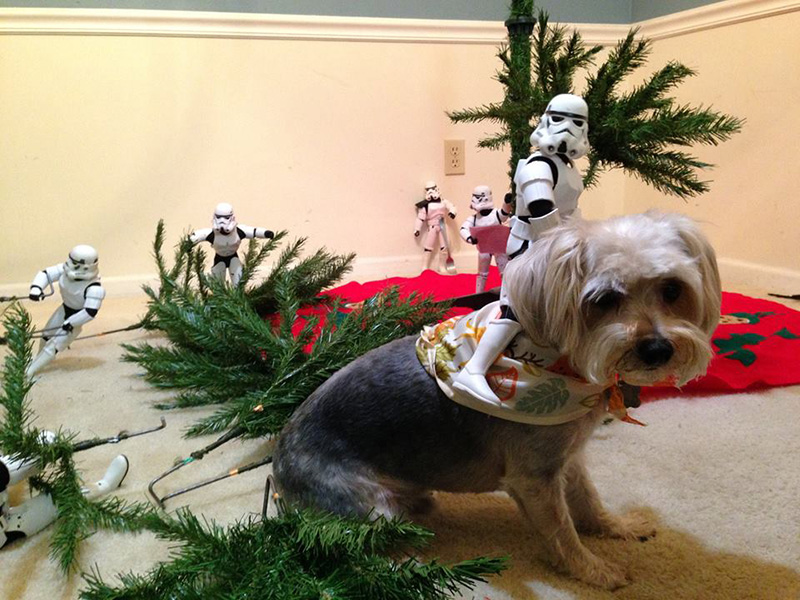 storm troopers put up Christmas tree