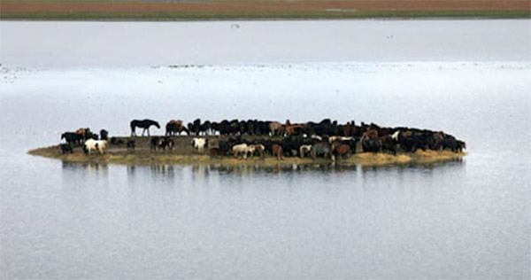 brave women save horses from island netherlands