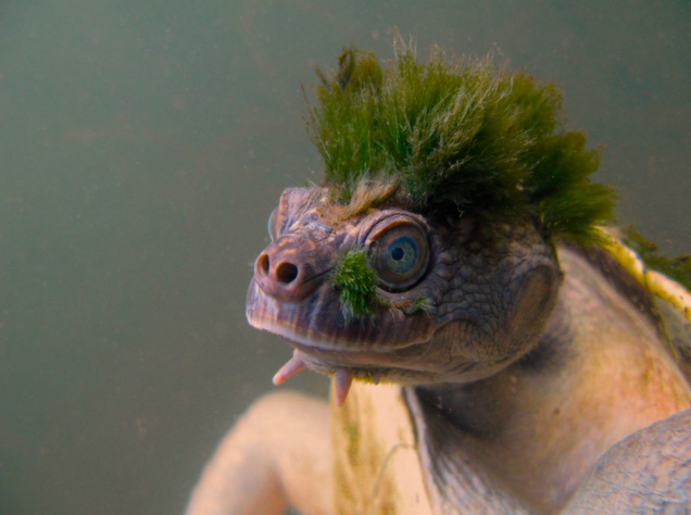 turtle with green mohawk