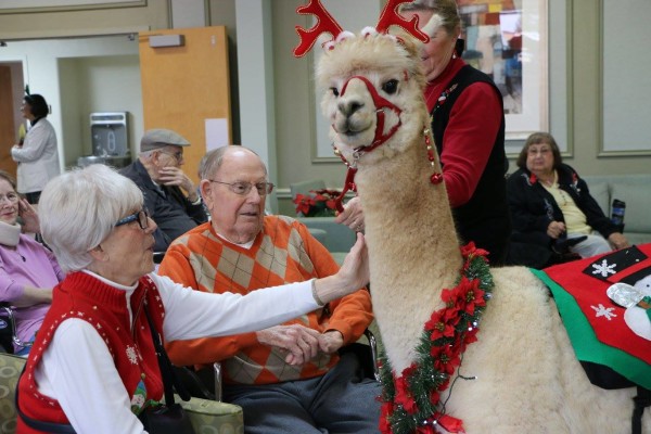 alpaca visits nursing home