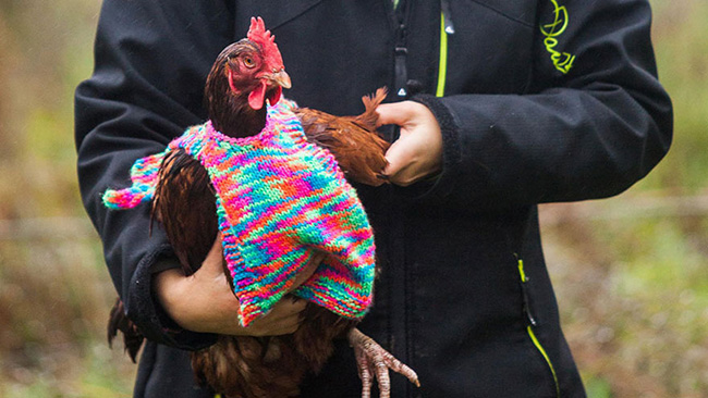 chicken sweaters