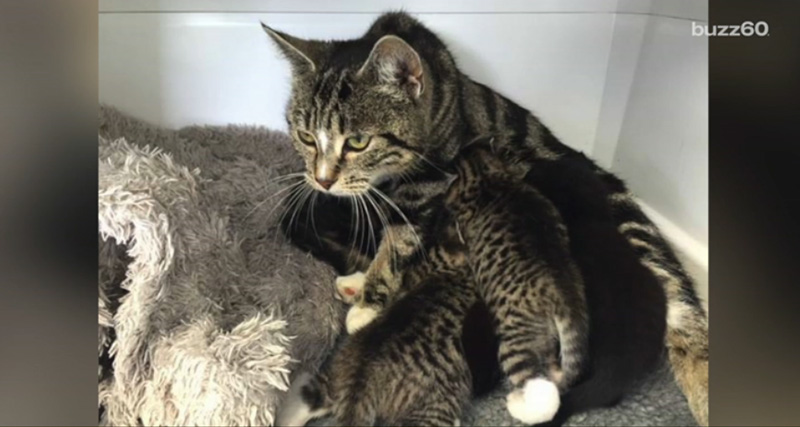 mama cat breaks in to rescue her kittens