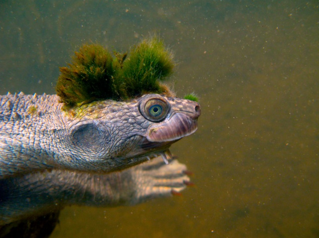 turtle with green mohawk