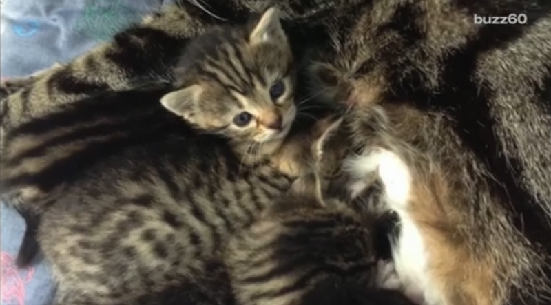 mama cat breaks in to rescue her kittens