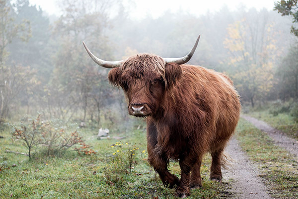 Scottish highlander in the fog