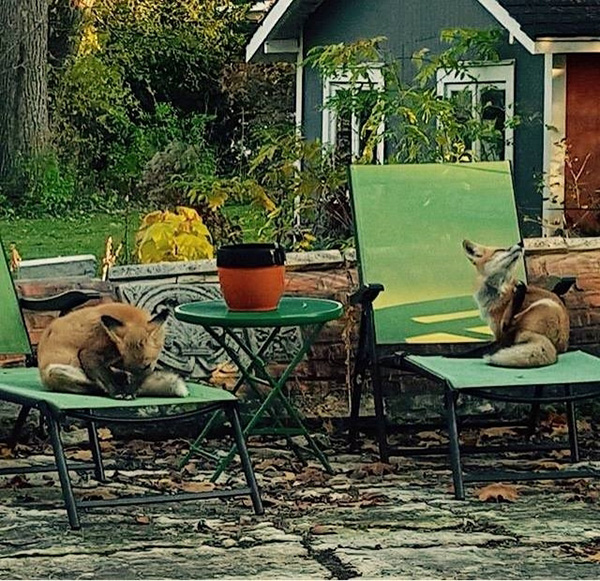 foxes in lounge chairs