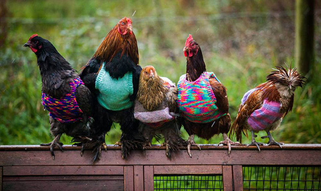 chickens in sweaters story