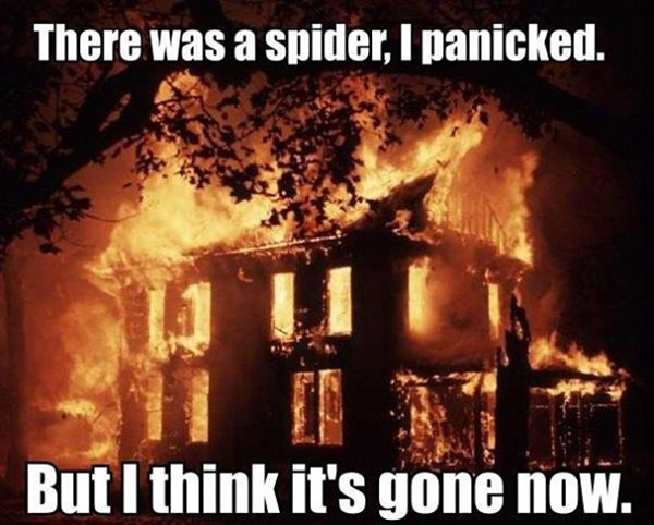 spider fear