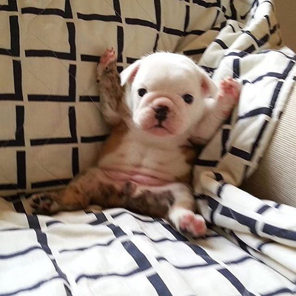 Bulldog puppy showing off his 6pack