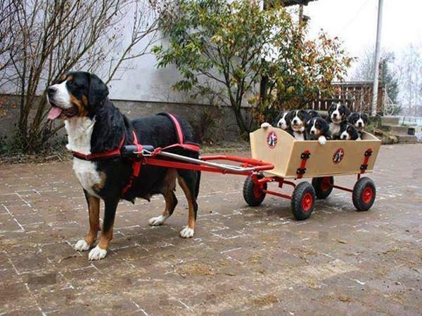 dog bus is here