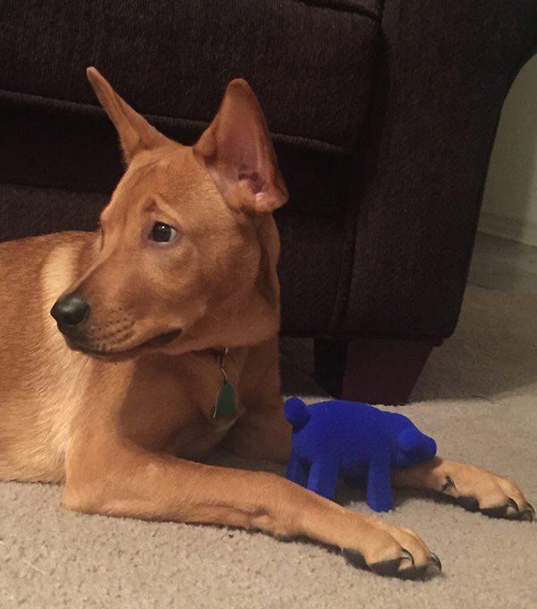 dog protects pig toy