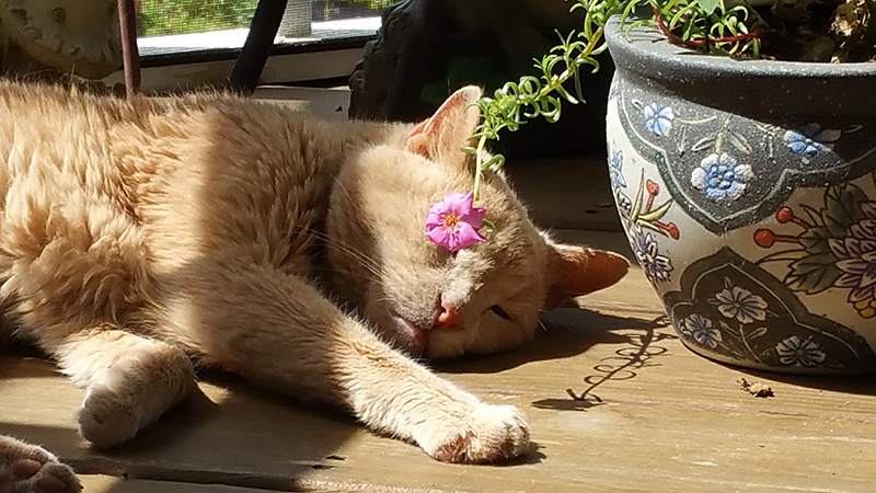 woman takes senior cat on bucket list adventures