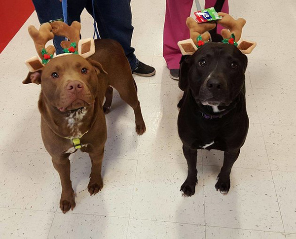 vet surprised at petsmart