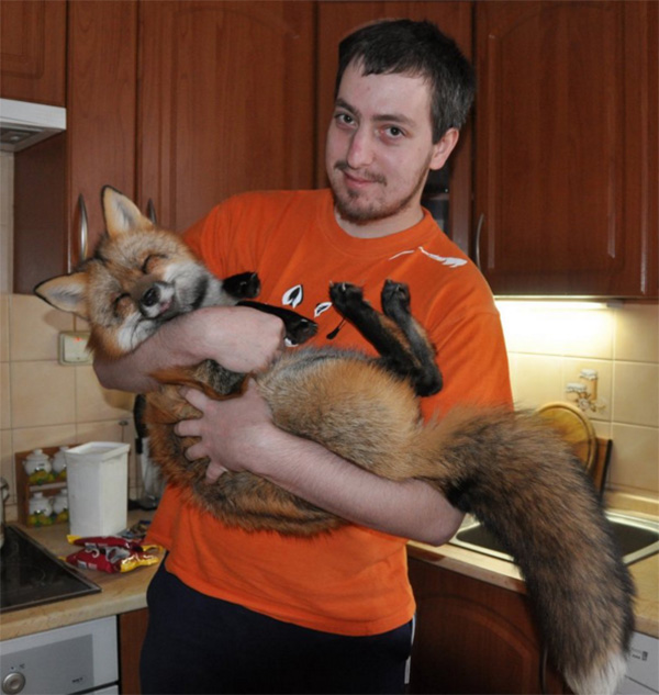 happiest fox being held