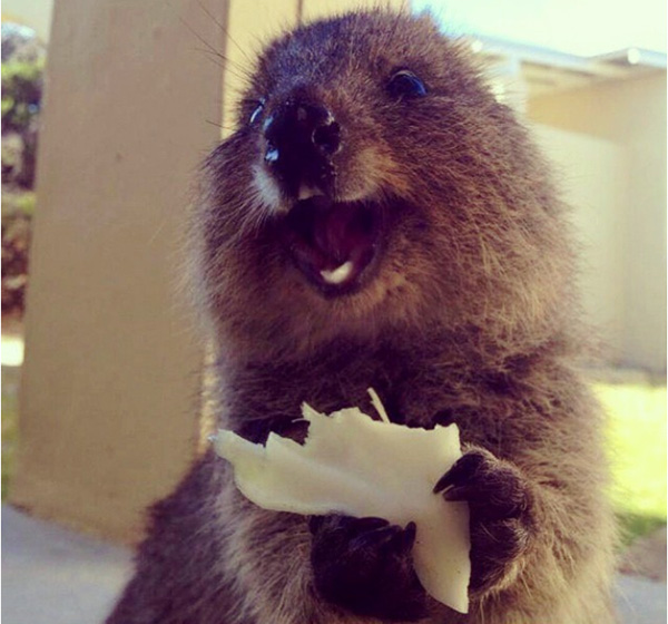 The happiest quokka