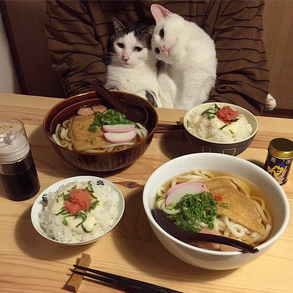 cats on a date