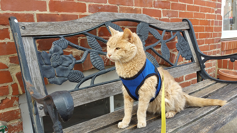 woman takes senior cat on bucket list adventures