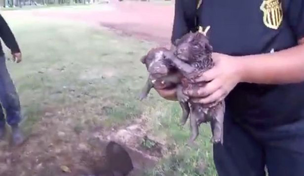 amazing puppy rescue from narrow pipe