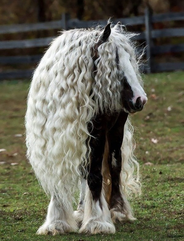 No one will ever have as good a hair day as this horse