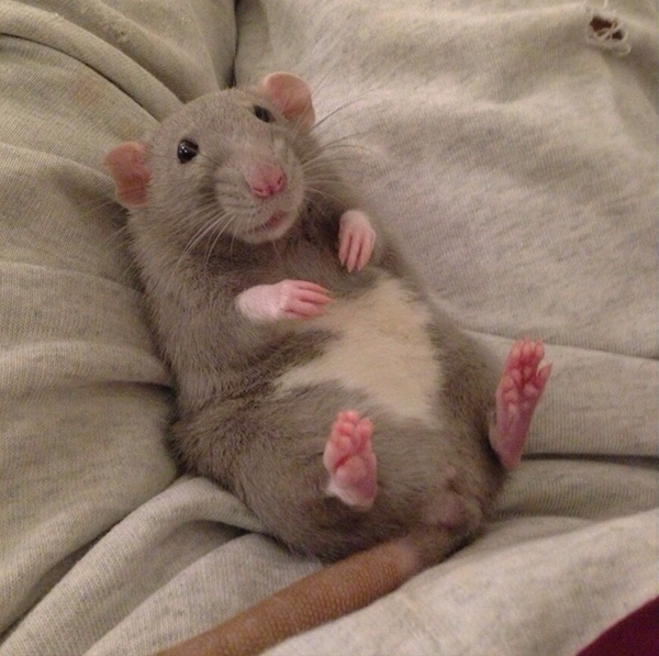 cutest rat ever